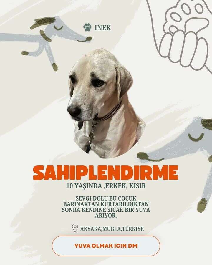 Akyaka’da 20 Köpek Yuva Bekliyor: Hayvanseverlerden Sahiplenme Çağrısı 11